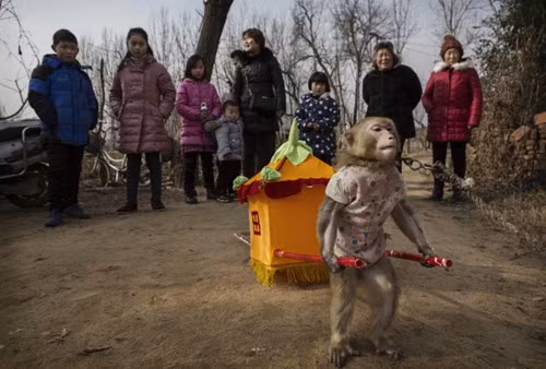 Màn khỉ bê kiệu hoa luôn được các khán giả yêu thích