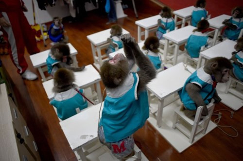 Tại đây, khỉ được mặc quần áo và ngồi học trong các lớp cùng huấn luyện viên.