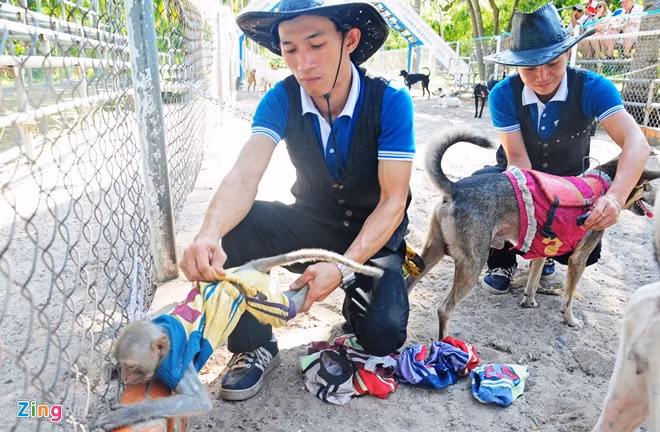 Khỉ ngồi trên lưng chó chạy đua độc đáo ở Nha Trang