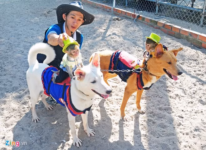 Hàng năm, nhân viên thường vào rừng đặt trái cây trong lồng sắt để tách đàn bắt, sau đó dùng xe chuyên dụng đưa về chọn lựa. "Chúng tôi thường chọn khỉ mặt đỏ, mông đỏ, đuôi ngắn khoảng một năm tuổi. Đây là những con có chỉ số IQ cao nhất để tách đàn đưa vào đội huấn luyện", anh Đặng Xuân Thanh, nhân viên huấn luyện khỉ đảo Hòn Lao tiết lộ.