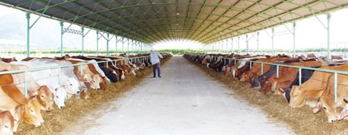 Chuyện bầu Ðức… chăn bò ảnh 2 Bầu Ðức… chăn bò