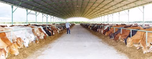 Chuyện bầu Ðức… chăn bò ảnh 2 Bầu Ðức… chăn bò