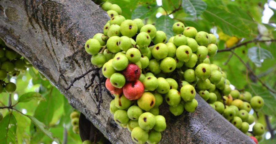 9 loại cây trang trí Tết, xua đuổi vận đen và nghênh đón tài lộc ảnh 10