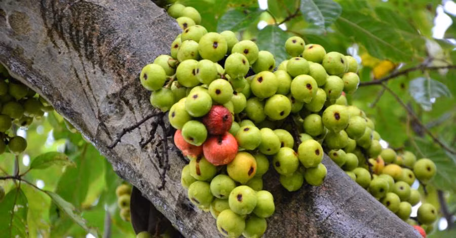 9 loại cây trang trí Tết, xua đuổi vận đen và nghênh đón tài lộc ảnh 10