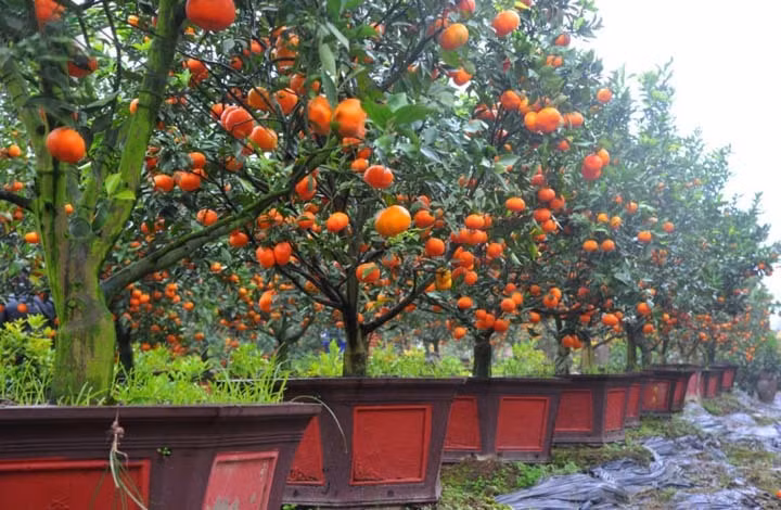 9 loại cây trang trí Tết, xua đuổi vận đen và nghênh đón tài lộc ảnh 7