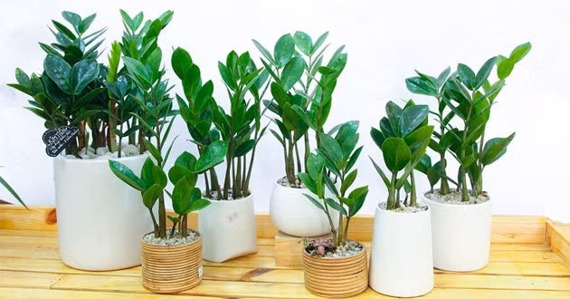 9 loại cây trang trí Tết, xua đuổi vận đen và nghênh đón tài lộc ảnh 2