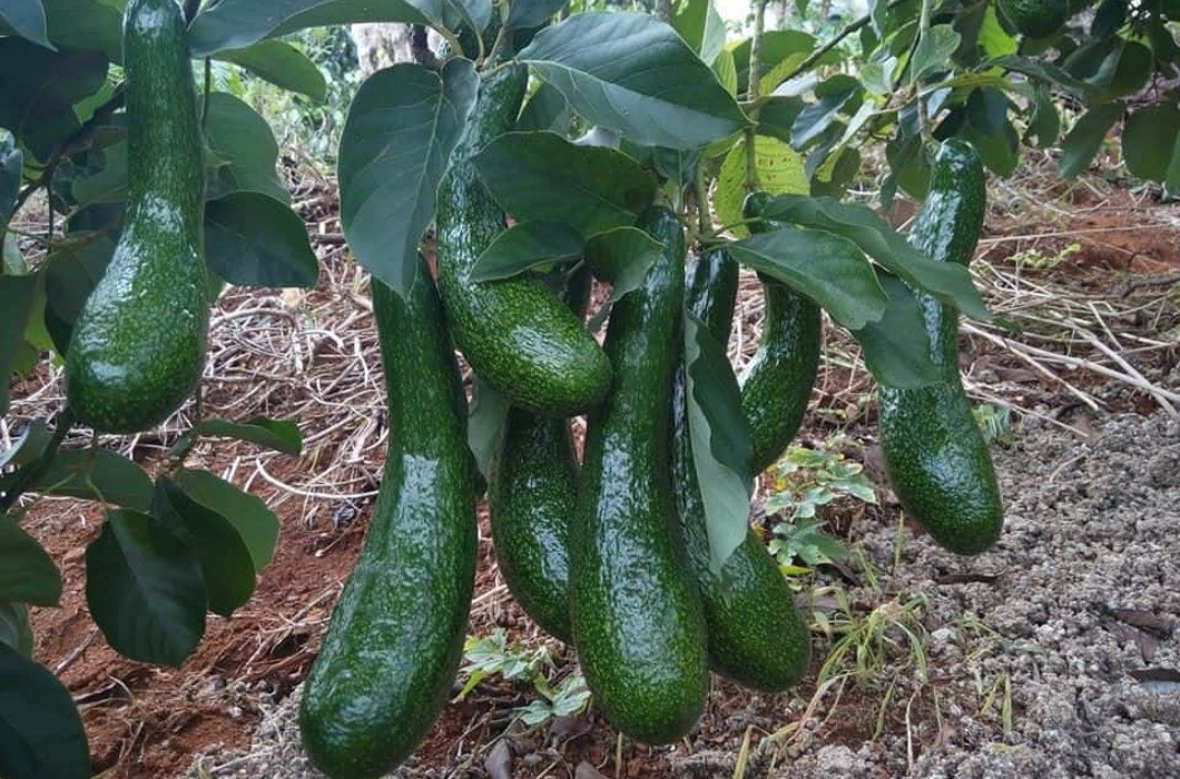 Loại bơ này chín nhanh hơn bơ bình thường, do đó người mua nên ăn ngay hoặc dùng trong ngày. Hiện tại, giống bơ này chủ yếu được bán trên các trang thương mại điện tử với giá dao động từ 1,1 triệu đồng/kg tùy vào kích thước của quả.