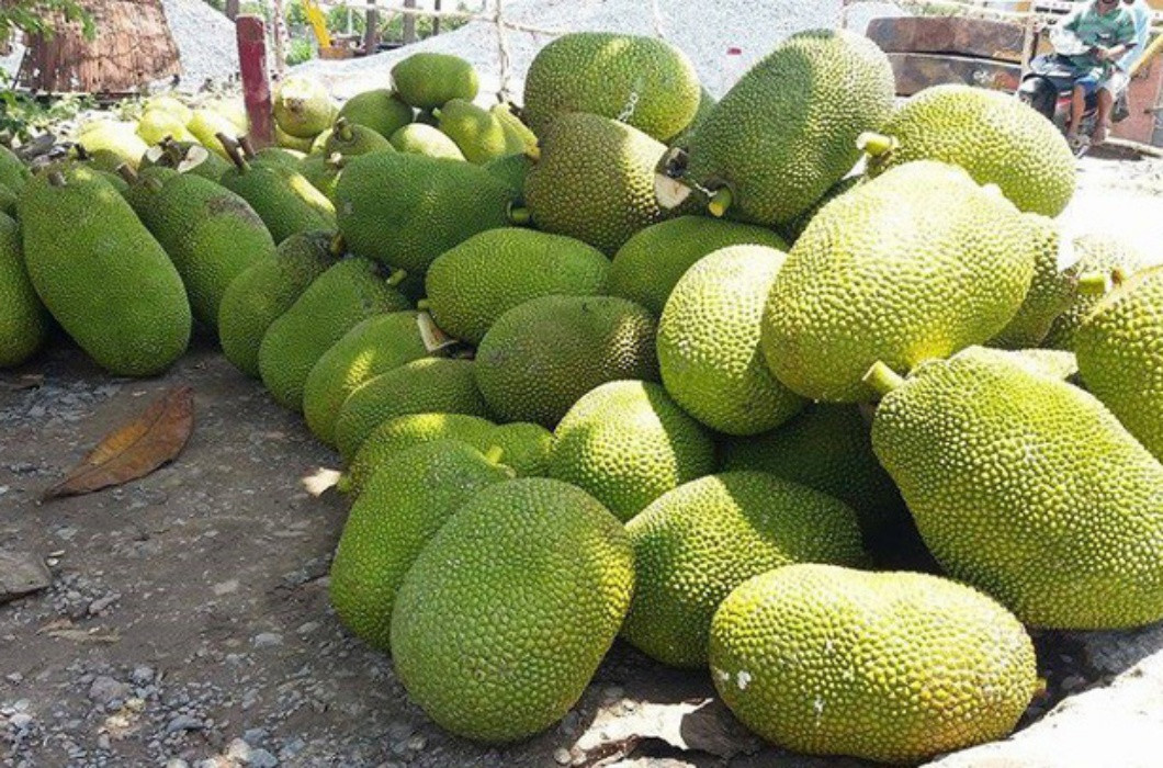 Huyện Chợ Lách, Bến Tre là nơi xuất hiện của một giống mít có kích thước đặc biệt "khủng", với trung bình mỗi quả mít nặng tới 20kg.