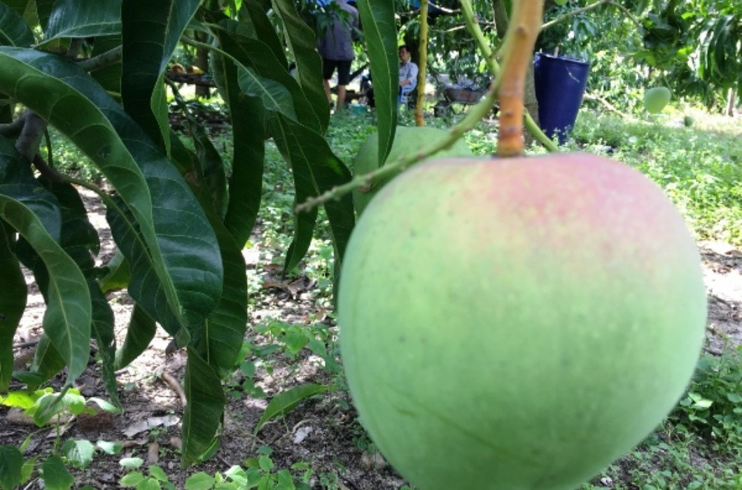 Quả xoài Úc cỡ “khủng” này có màu xanh pha hồng đỏ, khi chín có màu vàng tươi đẹp mắt, đặc biệt trọng lượng mỗi quả có thể lên tới 1,3kg. Dù nằm trong danh sách những loại quả ngoại cỡ, tuy nhiên trên thực tế xoài Úc được bán với giá khá rẻ trong hai năm gần đây, chỉ khoảng 40-50.000 đồng/kg.