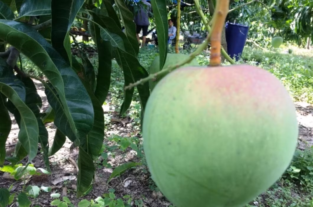 Quả xoài Úc cỡ “khủng” này có màu xanh pha hồng đỏ, khi chín có màu vàng tươi đẹp mắt, đặc biệt trọng lượng mỗi quả có thể lên tới 1,3kg. Dù nằm trong danh sách những loại quả ngoại cỡ, tuy nhiên trên thực tế xoài Úc được bán với giá khá rẻ trong hai năm gần đây, chỉ khoảng 40-50.000 đồng/kg.