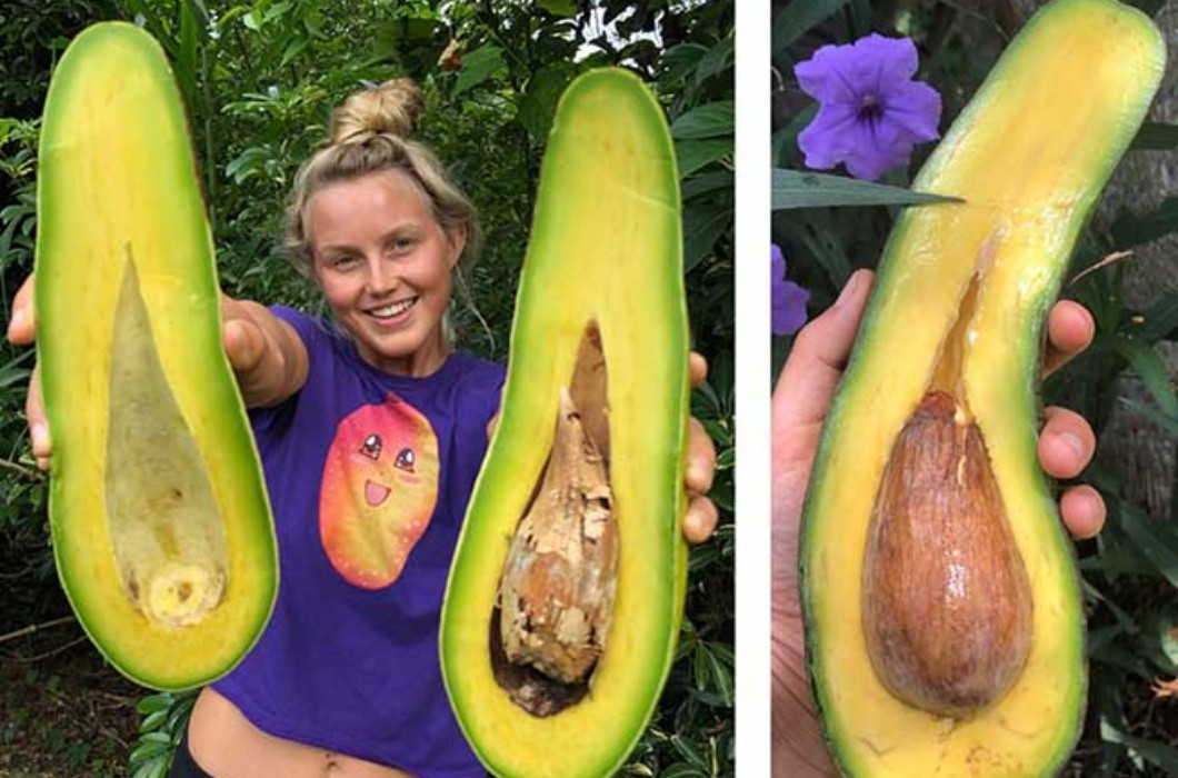 Cùng nằm trong danh sách, bơ "cổ dài" trồng tại Florida cũng là loại quả size “khủng” nhưng lại không được nhiều người biết đến.