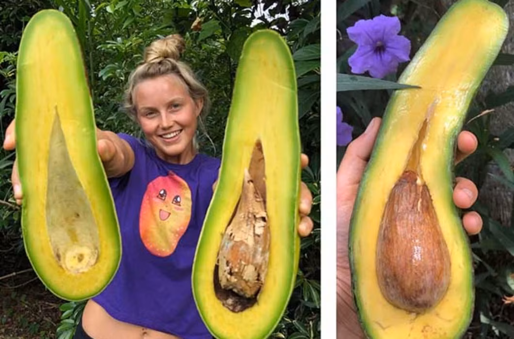 Cùng nằm trong danh sách, bơ "cổ dài" trồng tại Florida cũng là loại quả size “khủng” nhưng lại không được nhiều người biết đến.