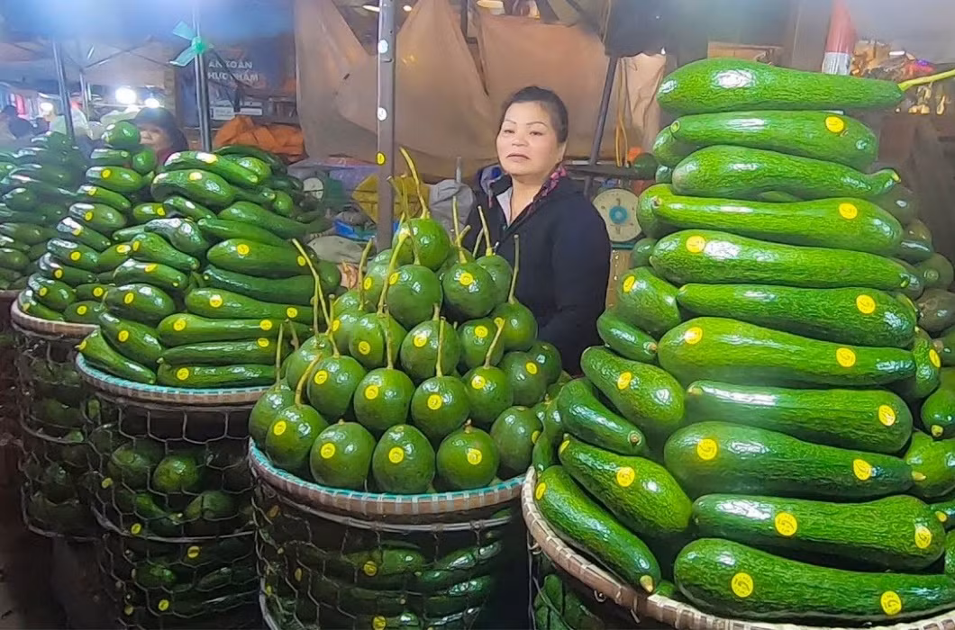 Loại bơ này có chiều dài từ 33 - 100cm, nặng từ 1 - 3 kg và có trọng lượng gấp khoảng từ 5-10 lần so với bơ bình thường.