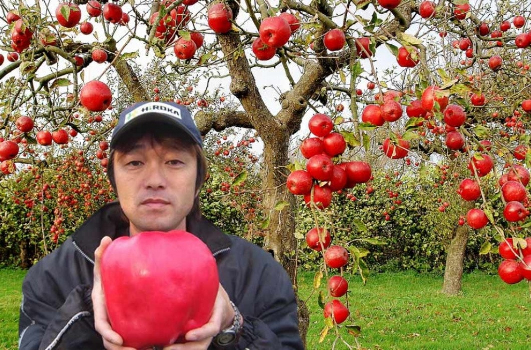 Được biết, mỗi quả táo khổng lồ này nặng từ 0,5 - 1kg, chu vi trung bình từ 12 - 18 cm. Với lớp vỏ căng bóng đẹp mắt, vị giòn ngọt, đậm đà nên dù giá cả không hề rẻ, giống táo này vẫn được nhiều người ưa chuộng