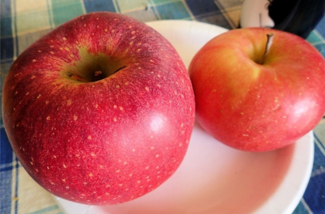 Giống táo size "khủng" Sekai-ichi của Nhật có lẽ sẽ khiến nhiều người "đau ví" khi mua về, với giá cho mỗi kg rơi vào khoảng 500-600.000 đồng.