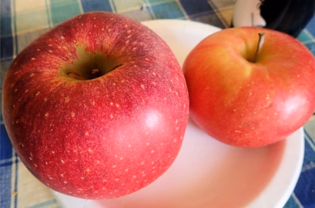 Giống táo size "khủng" Sekai-ichi của Nhật có lẽ sẽ khiến nhiều người "đau ví" khi mua về, với giá cho mỗi kg rơi vào khoảng 500-600.000 đồng.