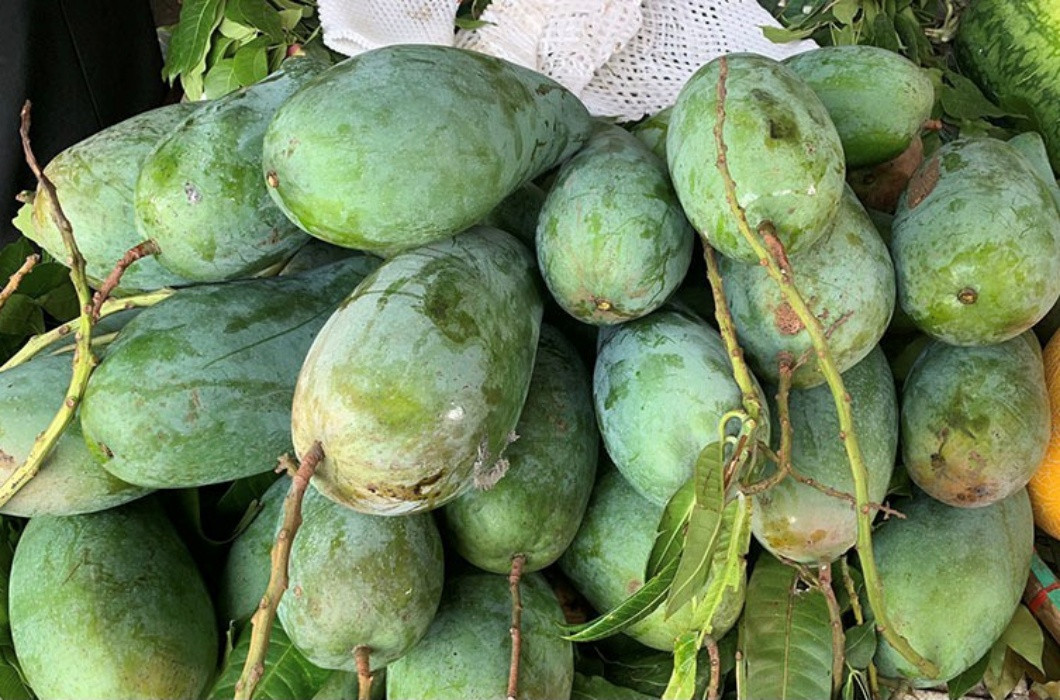 Với hình dáng giống trái táo đi kèm màu sắc bắt mắt, giống xoài Úc ngoại cỡ ở Cam Lâm, Khánh Hoà cũng là sản phẩm được săn đón trong những năm gần đây.