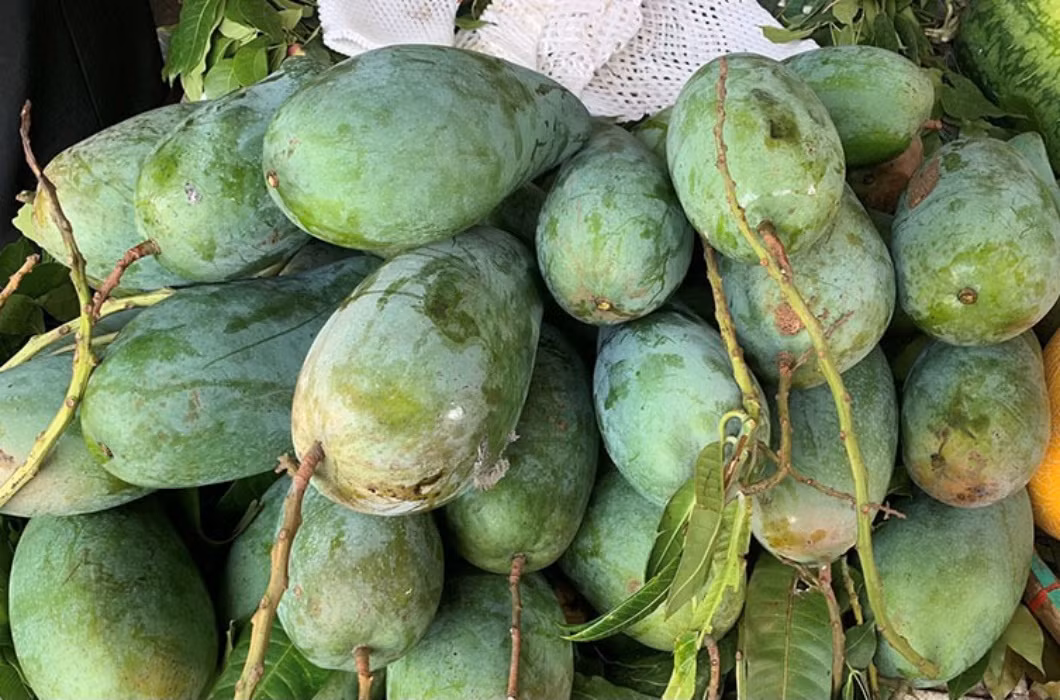 Với hình dáng giống trái táo đi kèm màu sắc bắt mắt, giống xoài Úc ngoại cỡ ở Cam Lâm, Khánh Hoà cũng là sản phẩm được săn đón trong những năm gần đây.