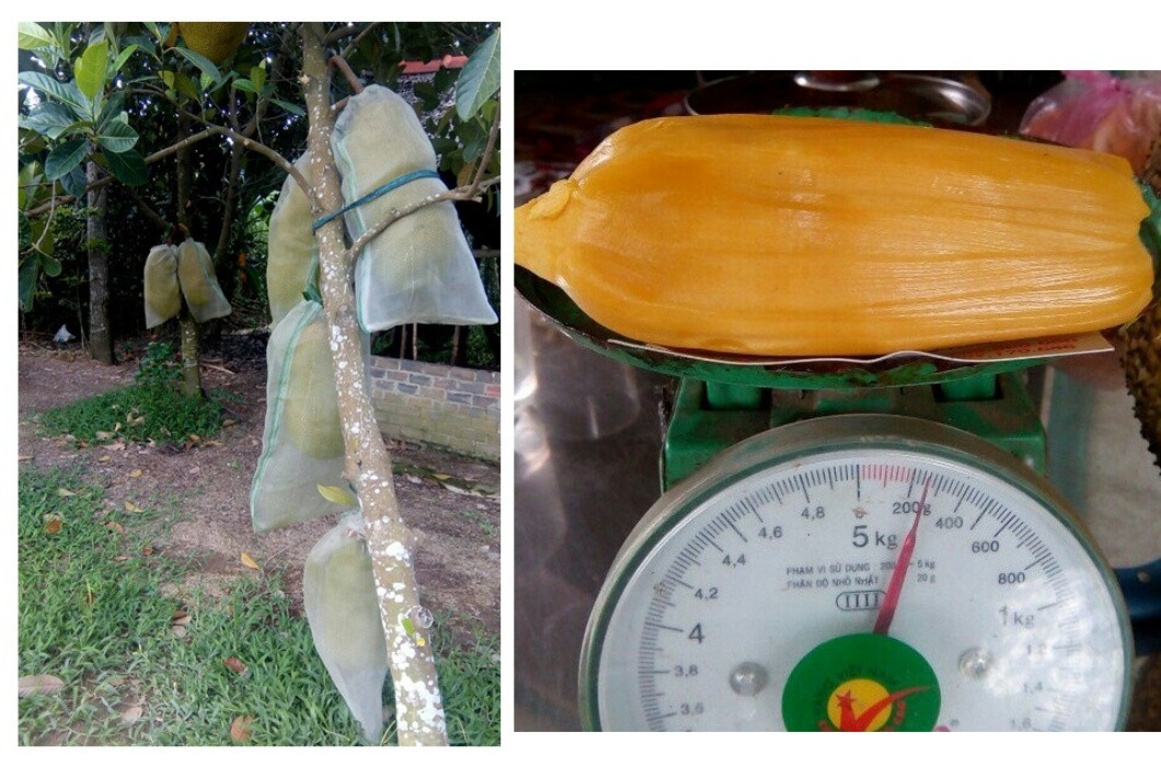 So với các giống mít thông thường, giống mít này cho năng suất cao hơn, trái to hơn và có độ ngọt vừa phải, thích hợp để sấy khô, làm thành món ăn vặt thơm ngon để nhâm nhi trong những ngày đầu năm mới.