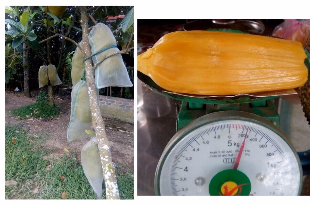 So với các giống mít thông thường, giống mít này cho năng suất cao hơn, trái to hơn và có độ ngọt vừa phải, thích hợp để sấy khô, làm thành món ăn vặt thơm ngon để nhâm nhi trong những ngày đầu năm mới.