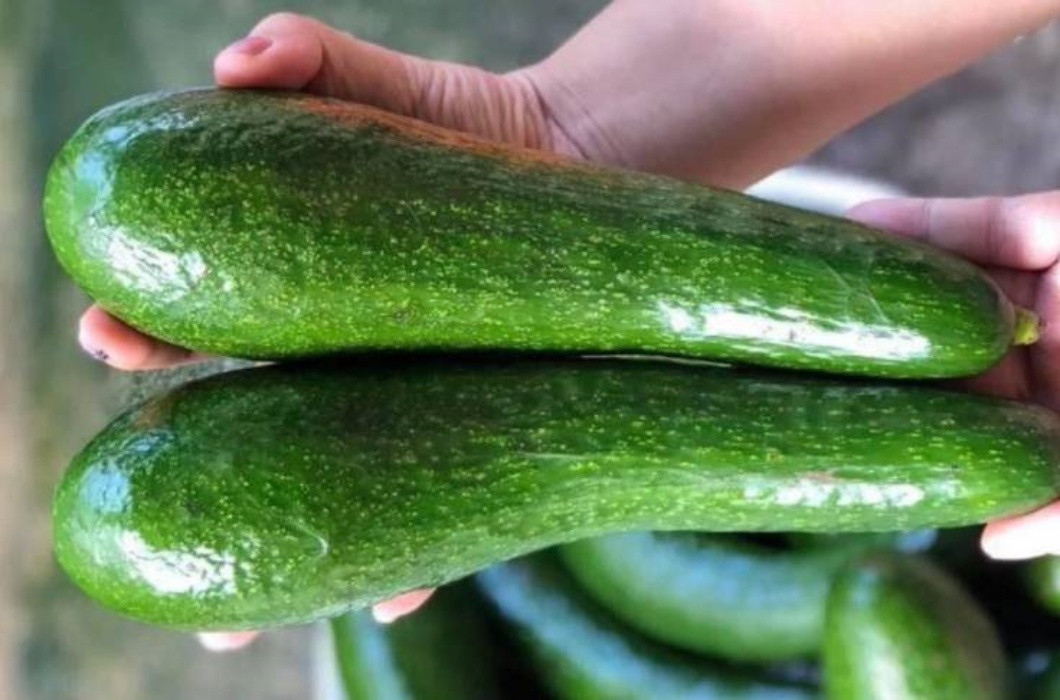 Bên cạnh kích thước ngoại cỡ, những quả bơ "cổ dài" có vị hơi ngọt, béo ngậy, thích hợp để ăn cùng với bánh mì, hoặc làm salad “phục vụ” cho công cuộc giảm cân ngày Tết của các chị em phụ nữ.