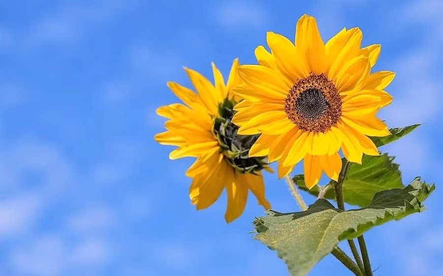 Tre sinh vao 4 khung gio nay co menh rong phuong, tien do xan lan-Hinh-2