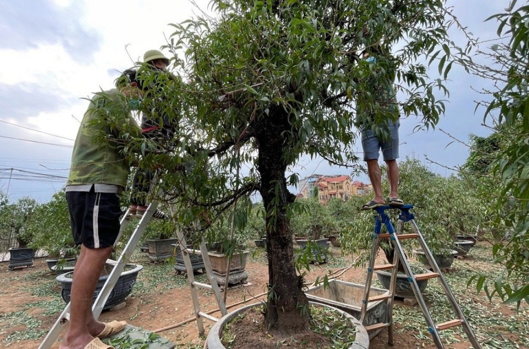 br/> Trong đó, công đoạn tuốt lá được coi là một trong những bước quan trọng nhất, mang tính quyết định xem liệu các nhà vườn có "bội thu" trong dịp Tết cận kề hay không.
