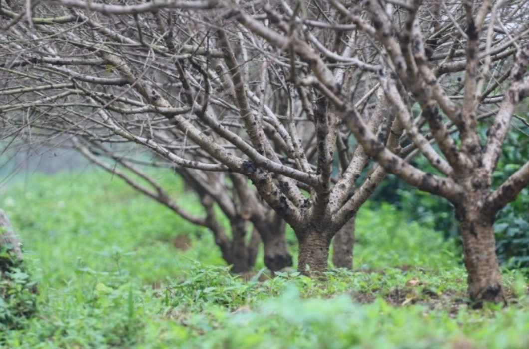 br/> Không chỉ vậy, tùy mỗi giống đào mà thời gian tuốt lá sẽ được điều chỉnh lại cho phù hợp. Được biết, có những giống đào yêu cầu phải tuốt trước khi đưa ra thị trường khoảng 90 ngày, cũng có những giống đào cần thời gian ngắn hơn.