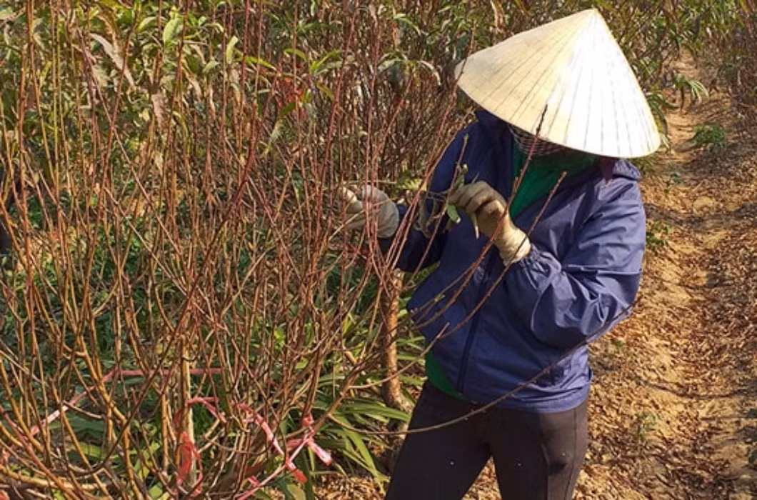 br/> Tiền công mà người dân được trả cho việc tuốt lá đào rơi vào khoảng 250.000 đồng/ngày, cao hơn nhiều so với thu nhập của nghề làm nương rẫy vất vả, phải "dãi nắng dầm mưa" và yêu cầu thể lực tốt.