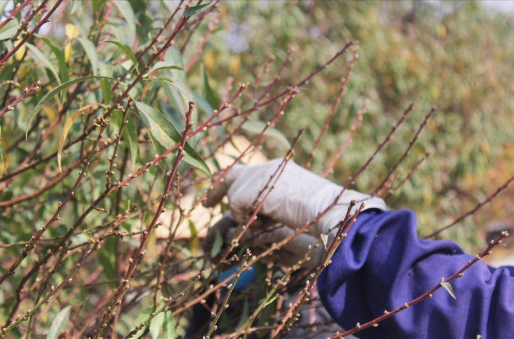 br/> Có thể nói đây là công việc thời vụ nhưng lại mang lại giá trị kinh tế không nhỏ, giúp những người dân tại tỉnh Hà Tĩnh kiếm thêm thu nhập tốt trong dịp cận Tết.