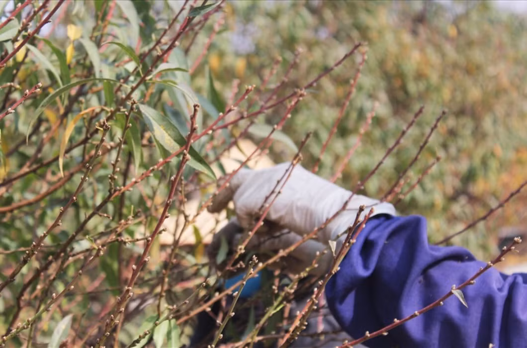 br/> Có thể nói đây là công việc thời vụ nhưng lại mang lại giá trị kinh tế không nhỏ, giúp những người dân tại tỉnh Hà Tĩnh kiếm thêm thu nhập tốt trong dịp cận Tết.