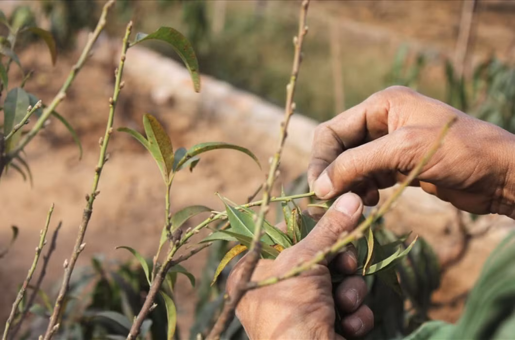 br/> Tuy công việc nghe nhẹ nhàng là vậy nhưng phương pháp tuốt lá để không gây hại đến các mắt hoa cũng đòi hỏi sự cẩn thận cao, vì những nụ hoa rất dễ rụng khỏi cây khi chớm nở.