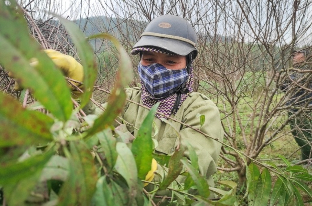 br/> Chính vì lý do khách quan này, thông thường những nhà vườn trồng đào sẽ tìm kiếm những người thợ “tuốt đào" lành nghề và có nhiều kinh nghiệm, để đảm bảo vụ mùa đạt năng suất cao nhất.