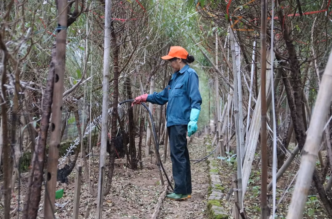 br/> Đối với những người "chơi" đào, bên cạnh những yếu tố như thế và dáng, thì nụ hoa là yếu tố cuối cùng để đánh giá độ đẹp của cây.