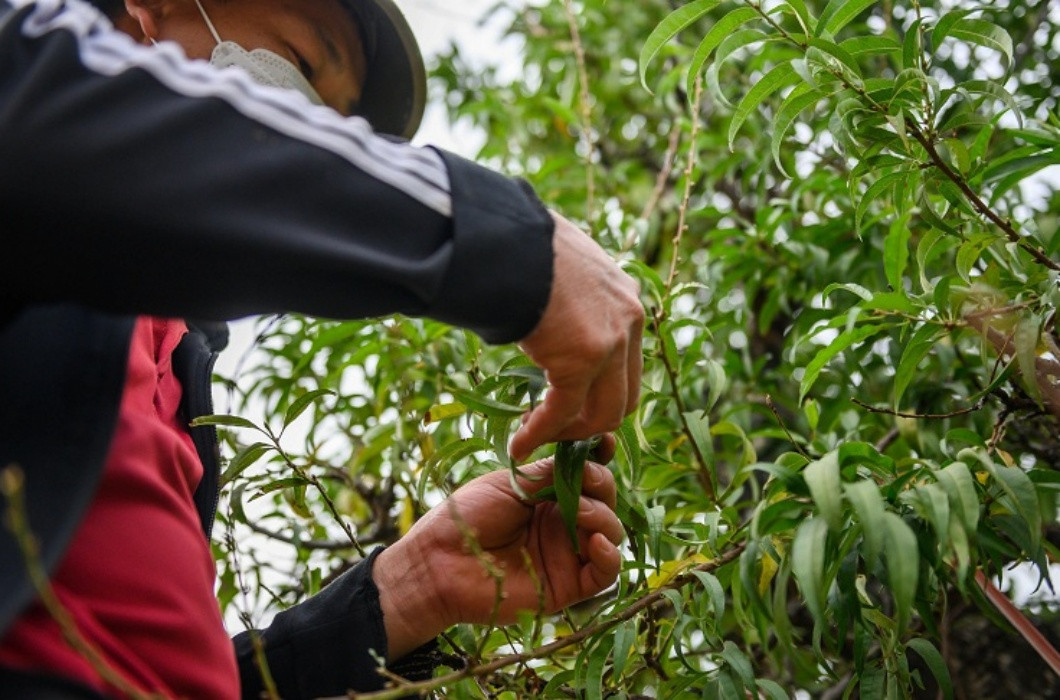 br/> Theo chia sẻ của các chủ vườn, nghề trồng đào Tết yêu cầu sự chăm sóc tỉ mỉ, tính toán thời gian cụ thể, bởi vì việc khiến đào ra hoa đúng dịp Tết Nguyên Đán là rất khó.