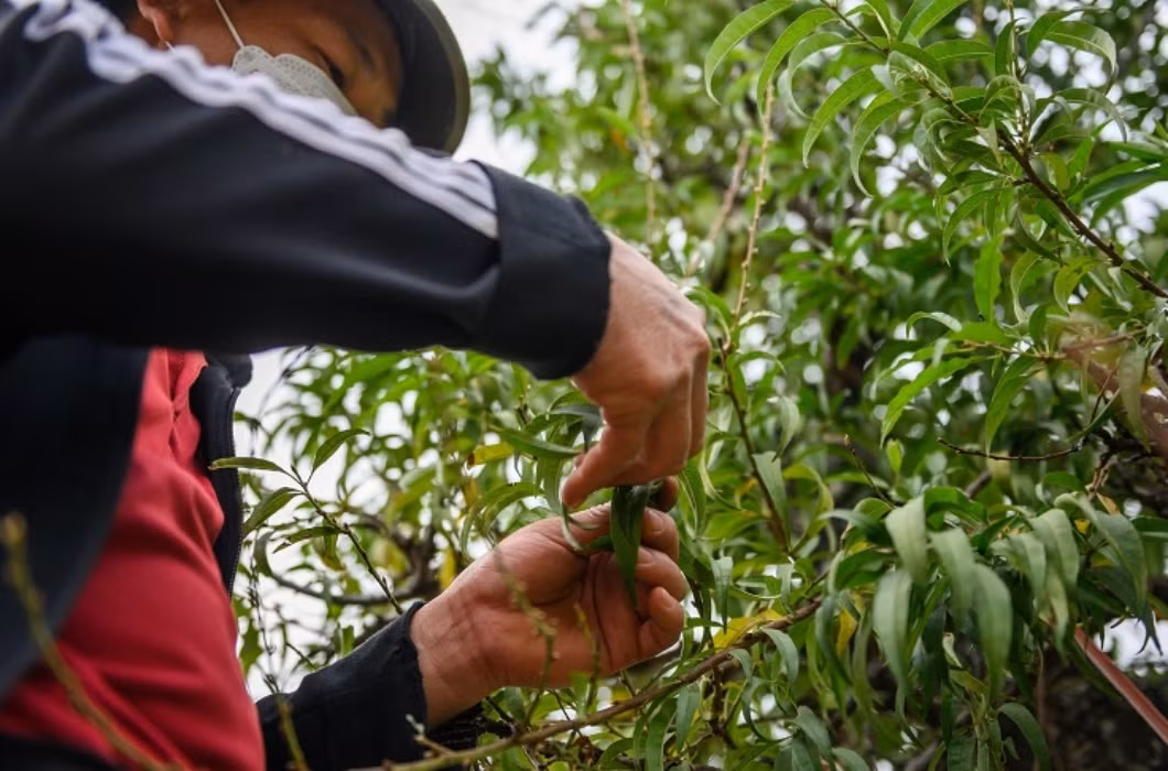 br/> Theo chia sẻ của các chủ vườn, nghề trồng đào Tết yêu cầu sự chăm sóc tỉ mỉ, tính toán thời gian cụ thể, bởi vì việc khiến đào ra hoa đúng dịp Tết Nguyên Đán là rất khó.