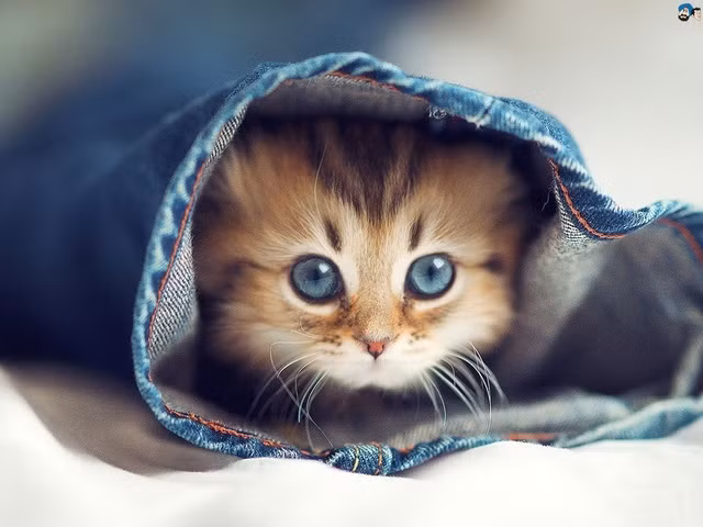 Với người độc thân sẽ tìm thấy tình duyên mong đợi. Nêu như bạn đã kết hôn thì trong nhà sẽ có tin vui, có thêm thành viên mới, hoặc hỷ sự trong nhà. (*) Thông tin chỉ mang tính tham khảo, chiêm nghiệm