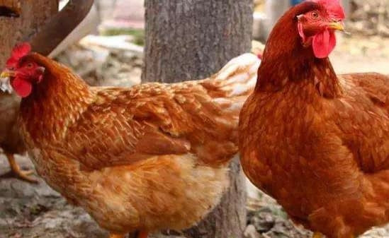 Vào nửa tháng cuối năm, vận rủi cuối cùng cũng tiêu tan, vận may đến, sự nghiệp không bị cản trở, có bước đột phá lớn, tương lai tươi sáng rực rỡ, khi đón gió xuân thật hào sảng, tài lộc vượng phát, và của cải sẽ giàu có.