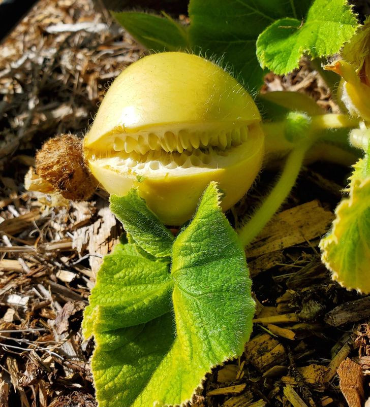 Dan mang vo oa khi phat hien nhung loai do an hinh thu doc la-Hinh-4