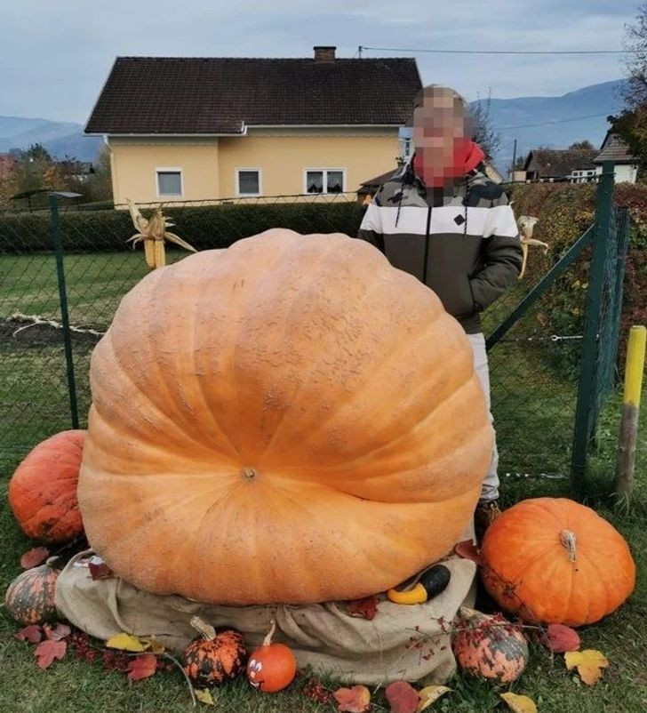 Dan mang vo oa khi phat hien nhung loai do an hinh thu doc la-Hinh-6