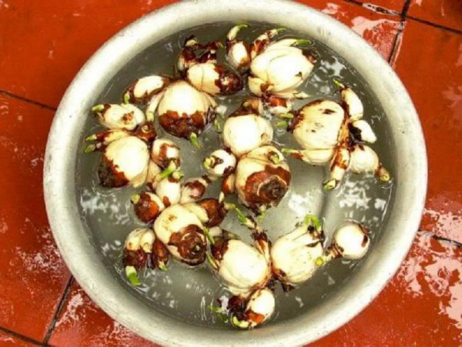 Năm nay các chị em thử gọt hoa thủy tiên để đón Tết giống thời xưa - Hình 8 Nam nay cac chi em thu got hoa thuy tien de don Tet giong thoi xua-Hinh-8