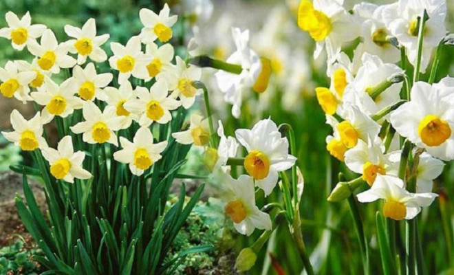 Năm nay các chị em thử gọt hoa thủy tiên để đón Tết giống thời xưa - Hình 4 Nam nay cac chi em thu got hoa thuy tien de don Tet giong thoi xua-Hinh-4