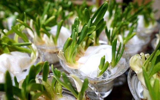 Năm nay các chị em thử gọt hoa thủy tiên để đón Tết giống thời xưa Nam nay cac chi em thu got hoa thuy tien de don Tet giong thoi xua