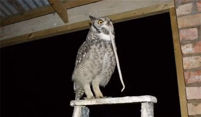 Cuu mang con cu, nguoi dan ong duoc “qua cap” suot vai nam sau-Hinh-2