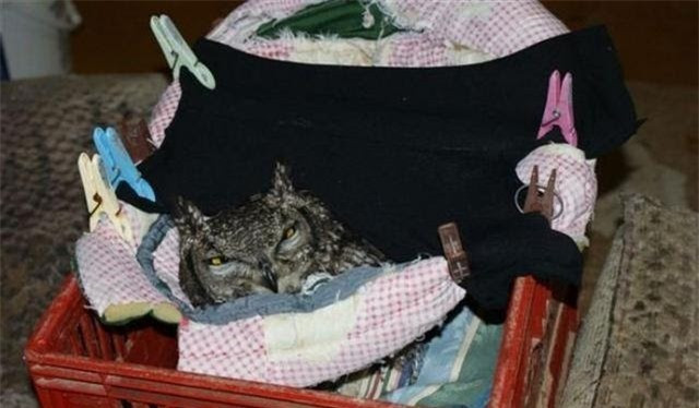 Cứu mạng con cú, người đàn ông được “quà cáp” suốt vài năm sau Cuu mang con cu, nguoi dan ong duoc “qua cap” suot vai nam sau