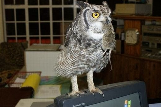 Cứu mạng con cú, người đàn ông được “quà cáp” suốt vài năm sau - Hình 6 Cuu mang con cu, nguoi dan ong duoc “qua cap” suot vai nam sau-Hinh-6