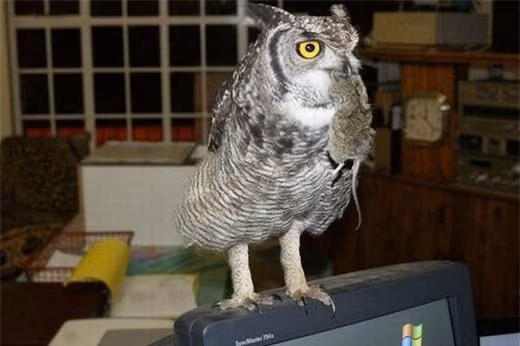 Cuu mang con cu, nguoi dan ong duoc “qua cap” suot vai nam sau-Hinh-6