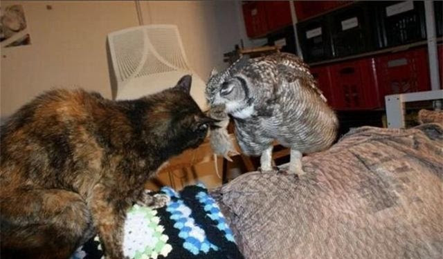 Cứu mạng con cú, người đàn ông được “quà cáp” suốt vài năm sau - Hình 3 Cuu mang con cu, nguoi dan ong duoc “qua cap” suot vai nam sau-Hinh-3