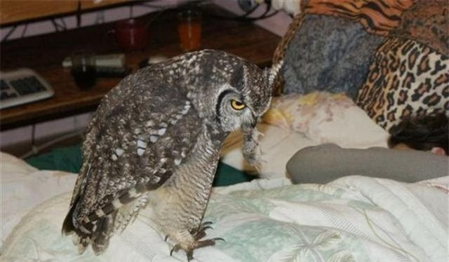 Cứu mạng con cú, người đàn ông được “quà cáp” suốt vài năm sau - Hình 4 Cuu mang con cu, nguoi dan ong duoc “qua cap” suot vai nam sau-Hinh-4