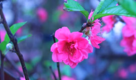 Tet nay toi khong dam ve que